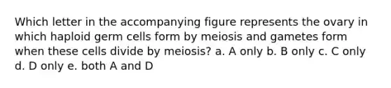 Which letter in the accompanying figure represents the ovary in which haploid germ cells form by meiosis and gametes form when these cells divide by meiosis? a. A only b. B only c. C only d. D only e. both A and D