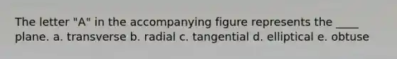 The letter "A" in the accompanying figure represents the ____ plane. a. transverse b. ​radial c. ​tangential d. ​elliptical e. ​obtuse