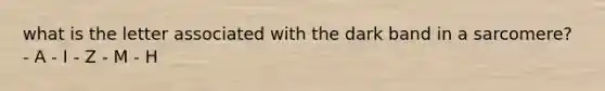 what is the letter associated with the dark band in a sarcomere? - A - I - Z - M - H