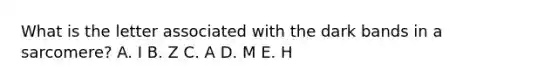 What is the letter associated with the dark bands in a sarcomere? A. I B. Z C. A D. M E. H