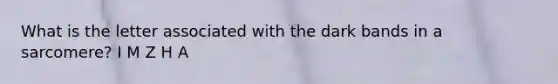 What is the letter associated with the dark bands in a sarcomere? I M Z H A