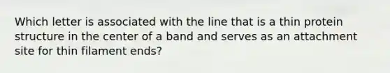 Which letter is associated with the line that is a thin protein structure in the center of a band and serves as an attachment site for thin filament ends?