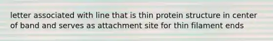 letter associated with line that is thin protein structure in center of band and serves as attachment site for thin filament ends