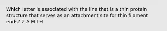 Which letter is associated with the line that is a thin protein structure that serves as an attachment site for thin filament ends? Z A M I H