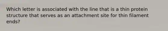 Which letter is associated with the line that is a thin protein structure that serves as an attachment site for thin filament ends?