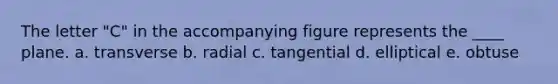 The letter "C" in the accompanying figure represents the ____ plane. a. ​transverse b. ​radial c. ​tangential d. ​elliptical e. ​obtuse