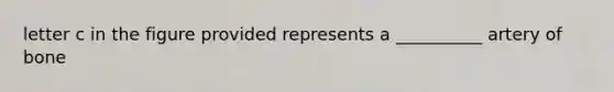 letter c in the figure provided represents a __________ artery of bone