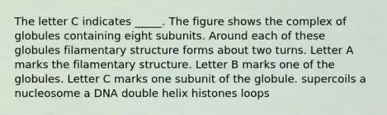 The letter C indicates _____. The figure shows the complex of globules containing eight subunits. Around each of these globules filamentary structure forms about two turns. Letter A marks the filamentary structure. Letter B marks one of the globules. Letter C marks one subunit of the globule. supercoils a nucleosome a DNA double helix histones loops