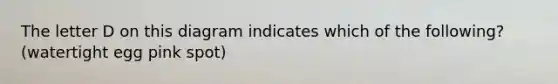 The letter D on this diagram indicates which of the following? (watertight egg pink spot)