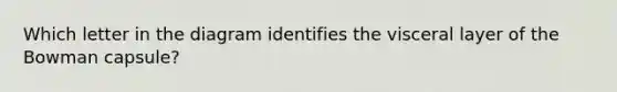 Which letter in the diagram identifies the visceral layer of the Bowman capsule?