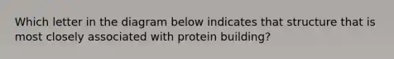 Which letter in the diagram below indicates that structure that is most closely associated with protein building?