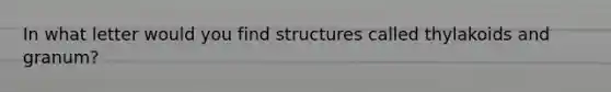 In what letter would you find structures called thylakoids and granum?