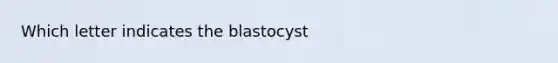 Which letter indicates the blastocyst