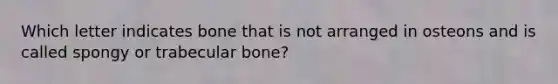 Which letter indicates bone that is not arranged in osteons and is called spongy or trabecular bone?