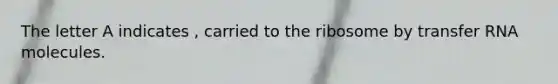 The letter A indicates , carried to the ribosome by transfer RNA molecules.