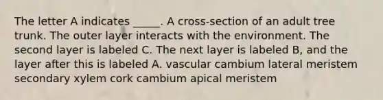 The letter A indicates _____. A cross-section of an adult tree trunk. The outer layer interacts with the environment. The second layer is labeled C. The next layer is labeled B, and the layer after this is labeled A. vascular cambium lateral meristem secondary xylem cork cambium apical meristem