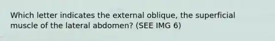 Which letter indicates the external oblique, the superficial muscle of the lateral abdomen? (SEE IMG 6)