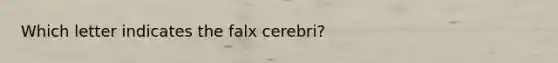 Which letter indicates the falx cerebri?