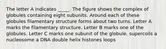 The letter A indicates _____. The figure shows the complex of globules containing eight subunits. Around each of these globules filamentary structure forms about two turns. Letter A marks the filamentary structure. Letter B marks one of the globules. Letter C marks one subunit of the globule. supercoils a nucleosome a DNA double helix histones loops