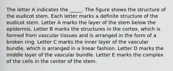 The letter A indicates the _____. The figure shows the structure of the eudicot stem. Each letter marks a definite structure of the eudicot stem. Letter A marks the layer of the stem below the epidermis. Letter B marks the structures in the cortex, which is formed from vascular tissues and is arranged in the form of a broken ring. Letter C marks the inner layer of the vascular bundle, which is arranged in a linear fashion. Letter D marks the middle layer of the vascular bundle. Letter E marks the complex of the cells in the center of the stem.