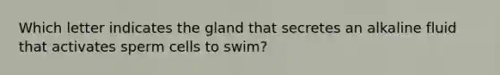 Which letter indicates the gland that secretes an alkaline fluid that activates sperm cells to swim?