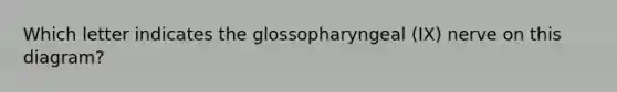 Which letter indicates the glossopharyngeal (IX) nerve on this diagram?