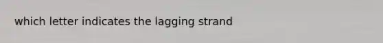 which letter indicates the lagging strand