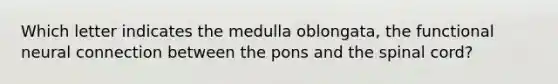 Which letter indicates the medulla oblongata, the functional neural connection between the pons and the spinal cord?