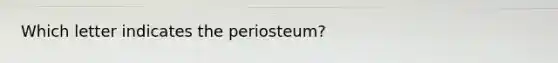 Which letter indicates the periosteum?