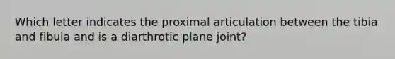 Which letter indicates the proximal articulation between the tibia and fibula and is a diarthrotic plane joint?