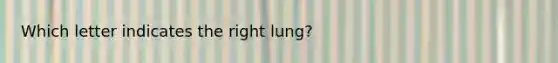 Which letter indicates the right lung?