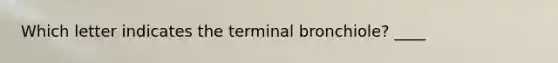 Which letter indicates the terminal bronchiole? ____