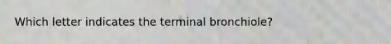 Which letter indicates the terminal bronchiole?