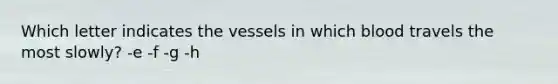 Which letter indicates the vessels in which blood travels the most slowly? -e -f -g -h