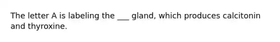 The letter A is labeling the ___ gland, which produces calcitonin and thyroxine.