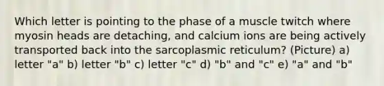 Which letter is pointing to the phase of a muscle twitch where myosin heads are detaching, and calcium ions are being actively transported back into the sarcoplasmic reticulum? (Picture) a) letter "a" b) letter "b" c) letter "c" d) "b" and "c" e) "a" and "b"