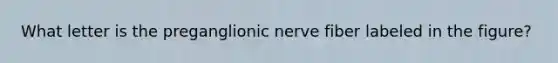 What letter is the preganglionic nerve fiber labeled in the figure?