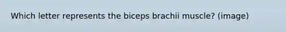 Which letter represents the biceps brachii muscle? (image)