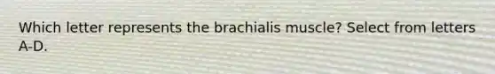 Which letter represents the brachialis muscle? Select from letters A-D.