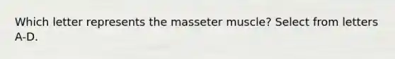 Which letter represents the masseter muscle? Select from letters A-D.