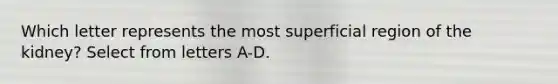 Which letter represents the most superficial region of the kidney? Select from letters A-D.