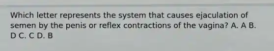 Which letter represents the system that causes ejaculation of semen by the penis or reflex contractions of the vagina? A. A B. D C. C D. B