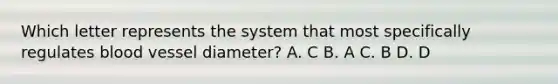 Which letter represents the system that most specifically regulates blood vessel diameter? A. C B. A C. B D. D