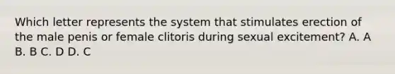 Which letter represents the system that stimulates erection of the male penis or female clitoris during sexual excitement? A. A B. B C. D D. C