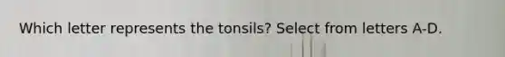 Which letter represents the tonsils? Select from letters A-D.