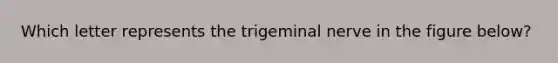 Which letter represents the trigeminal nerve in the figure below?