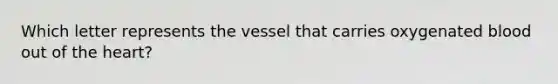 Which letter represents the vessel that carries oxygenated blood out of the heart?