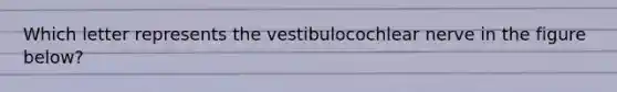 Which letter represents the vestibulocochlear nerve in the figure below?