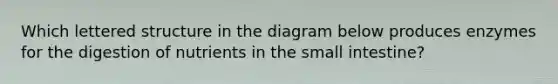 Which lettered structure in the diagram below produces enzymes for the digestion of nutrients in the small intestine?