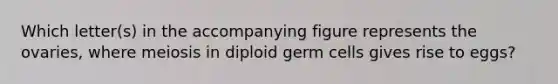 Which letter(s) in the accompanying figure represents the ovaries, where meiosis in diploid germ cells gives rise to eggs?